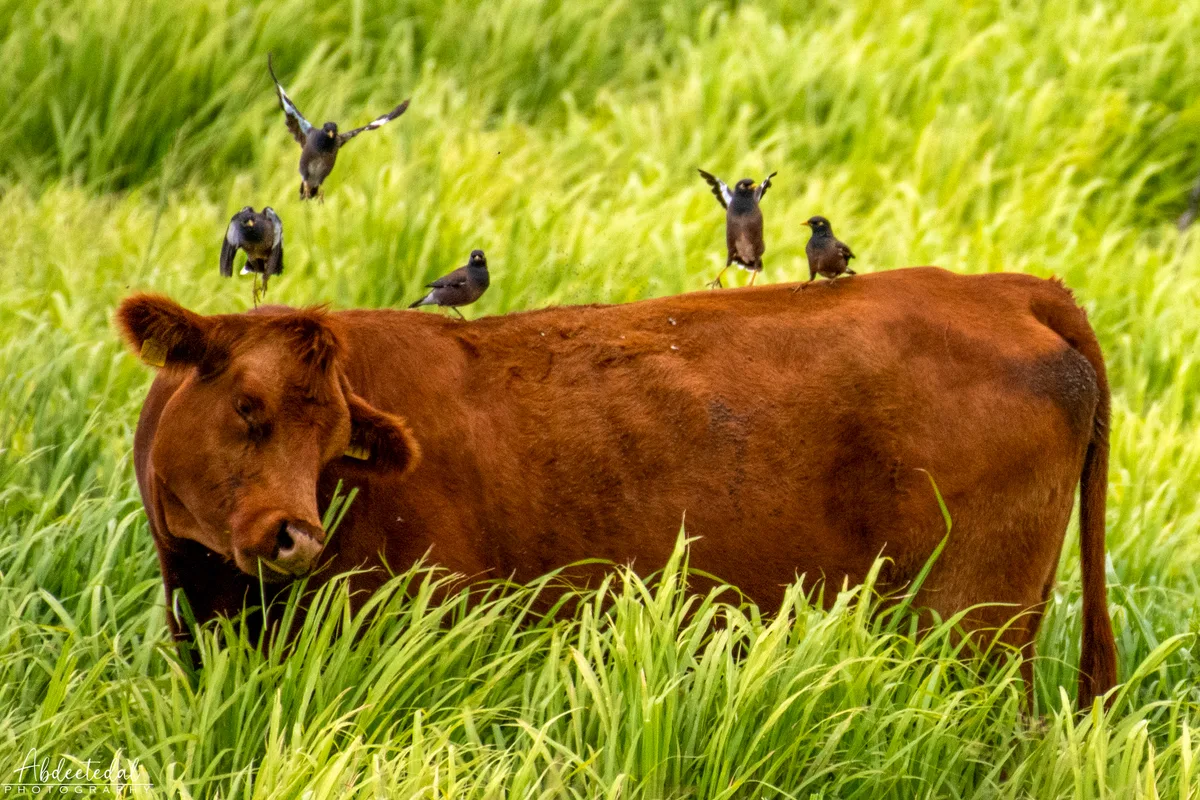 Creatures Unbound
