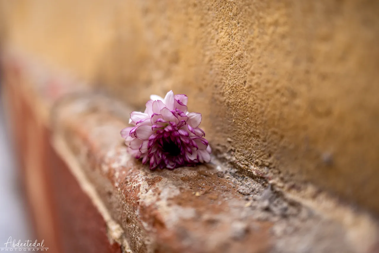 Flower Focus Still